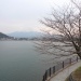 例年、河口湖では桜の見頃はいつですか?
