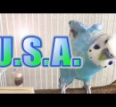 USAを歌うインコが発見される。カーモンベイビーアメリカ！