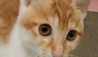 【猫画像】うちの猫より美人いるの?