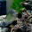 3���ܤ��餢������ʲ��˥˥��ϥ� Acanthurus lineatus