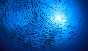 【2019年度版】海洋生物の格付け表が遂に発表されるwwwwwww