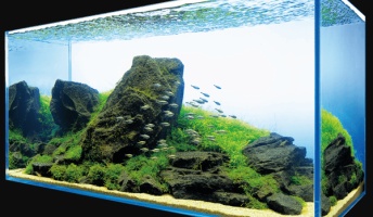 アクアリウム博士のワイが、水草水槽の始め方を徹底解説する!