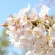 2018桜・さくら 春満開