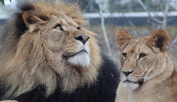 【♀♂】動物の世界ってメスの方が圧倒的に強いのってなんで?