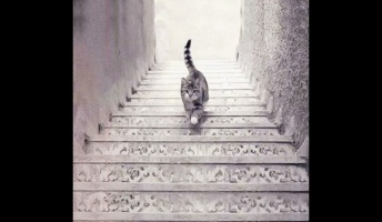 【画像】この猫って「階段を登ってる」「階段を下ってる」どっちなの?