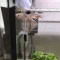 20cmベタ水槽。外掛けフィルター比較してみました。
