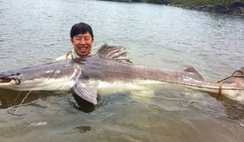 世界の巨大淡水魚を紹介したい（画像あり）