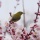 ウメにメジロ