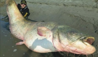 【驚愕】あまりにもデカすぎるナマズが釣り上げられる!