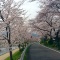 しののめ周辺お花見情報♪ その2 〜お散歩がてら京都観光編〜