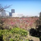 梅林@大阪城公園 【 #hanami 】