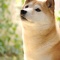 一 番 か わ い い 犬 は 柴 犬