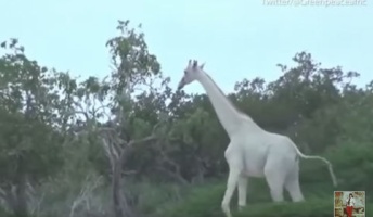 真っ白なキリンが神々しすぎてもはや霊獣と言っていいレベル(動画あり)