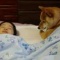 一 番 か わ い い 犬 は 柴 犬