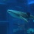 海遊館　男子限定おとまりスクール　新ガチャは黄色を狙え！