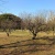 笠寺遺跡公園の梅のツボミは固し