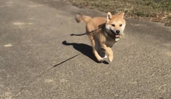 うちの柴が散歩デビューしたから自慢させて(画像あり)