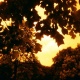 golden half+red scale
