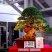 盆栽展