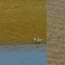 三重の海で会ったシギチドリたち