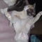 猫飼ってて苦労すること