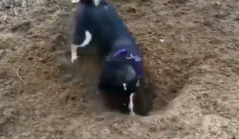 穴を掘ってた犬、テンション上がりすぎて壊れるwwwwwwwwww