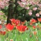 桜の木の下で