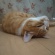 猫・・・それぞれ