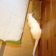 我が家の日課・・・白猫の獲物は虎・・・( ̄m ̄〃)