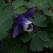庭の花 「5月の続き」