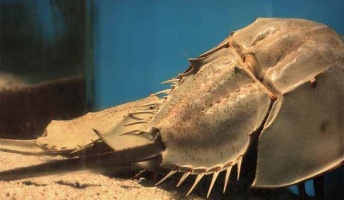 【昭和】昔、科学の付録であった粉を水に溶かすとカブトガニになったあれった何なの?【おっさん】