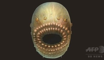 人類最古の祖先、5億4000万年前の肛門のない袋状生物か 研究