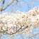 2018桜・さくら 春満開