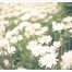 hana。