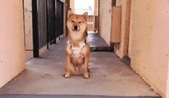 このgif狂おしいほど可愛いんだけど