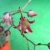 多肉植物の花が咲きました
