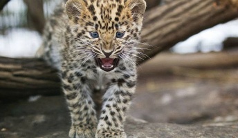 【動物画像】暇だから猛獣の画像貼る