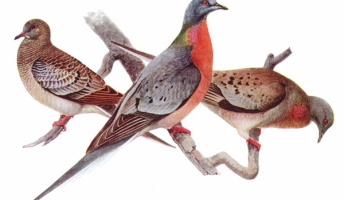 リョコウバトの絶滅の経緯