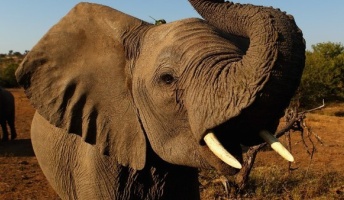 「第6の絶滅期」到来、想定よりも深刻か 動物の減少広範に