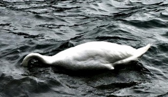 生物で自殺するのは人間だけってほんとかよ?