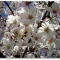 桜の季節