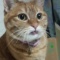 猫飼ってて苦労すること