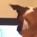 犬がテレビを見ていた。あ、トランポリンだ♪ → うちの犬はこうなります…