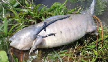 【生物】「足の生えた魚」が発見される アホロートルか? 新たな進化か?(画像あり)