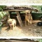一 番 か わ い い 犬 は 柴 犬