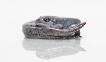 メスしかいないサラマンダー、驚きの利点判明 近縁のオスのDNAを「盗難」、失った体がより速く再生