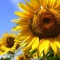 SUN FLOWER FES  in　明野
