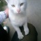 猫飼ってて苦労すること