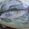 10シーズン渓魚。