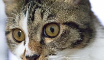 子猫拾って123日目だが3kgを超えた愛娘を見てくれ(画像あり)